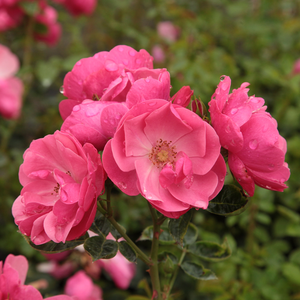 Pink-roza - Park - grm vrtnice